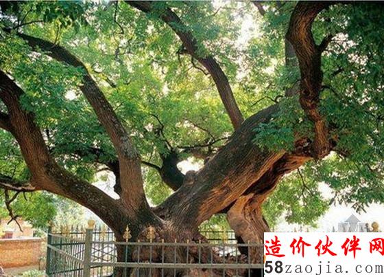 天下第一槐