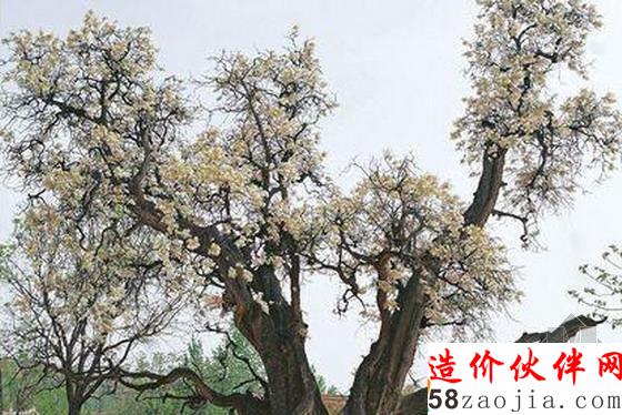中國文冠果王