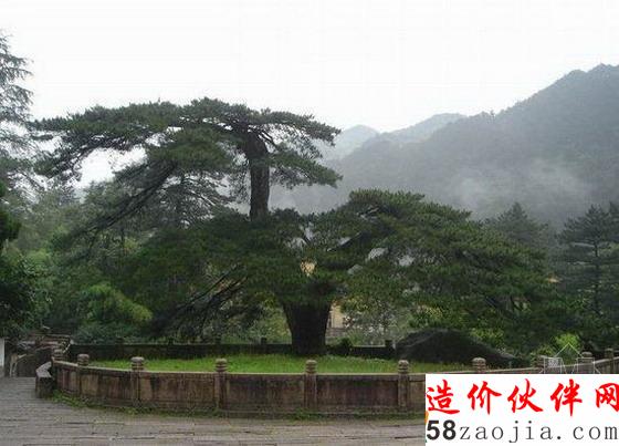鳳凰松–在安徽九華山閔園中
