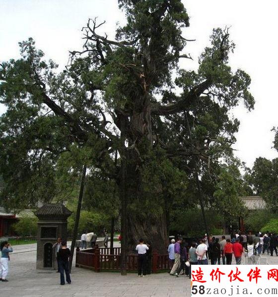 軒轅柏–在陜西黃陵縣城北橋山黃帝廟內