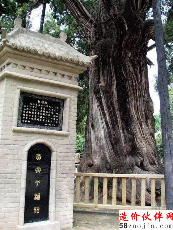 迎客松–在安徽黃山玉屏樓東文殊洞頂