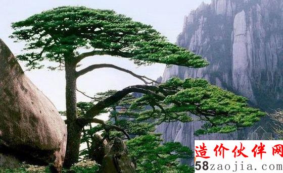 迎客松–在安徽黃山玉屏樓東文殊洞頂