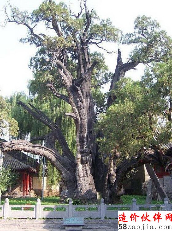 二將軍柏-在河南登封縣城北嵩陽書院內