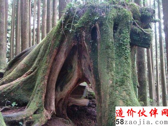 阿里山神木–在臺灣嘉義縣東阿里山中