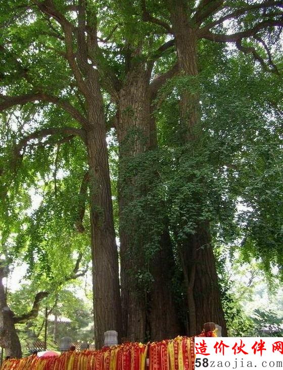 帝王樹–位于北京門頭溝區(qū)潭柘寺內