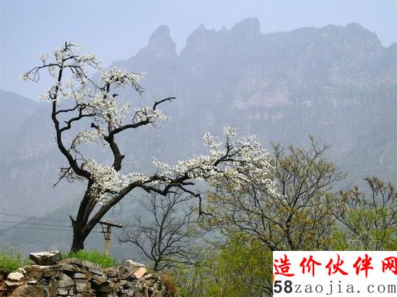 郭亮村頭的一棵老梨樹,迎客松一般歡迎前來的人們