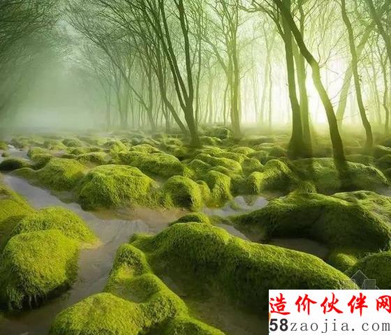 青苔沼澤 羅馬尼亞