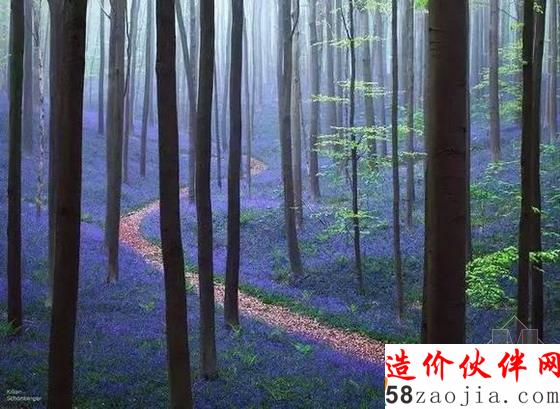 Hallerbos 比利時