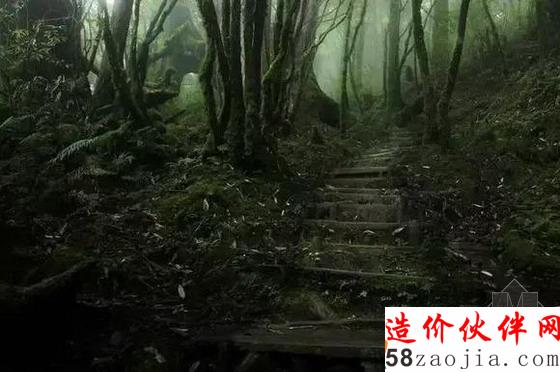 中國鐵杉徑 臺灣