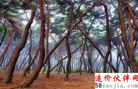 迷霧森林