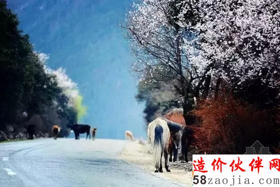 西藏林芝“桃花溝”