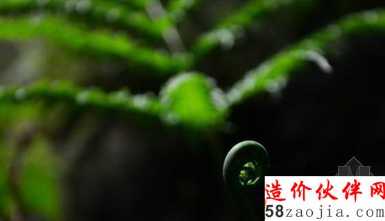 湖北天坑里的“動(dòng)植物王國(guó)”