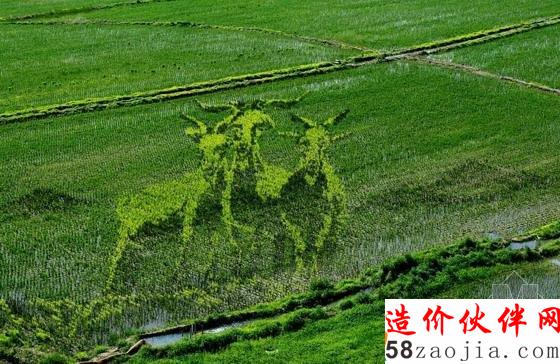 稻田中的“三羊開(kāi)泰”景觀