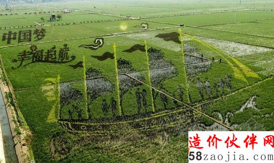 稻田中“畫(huà)出”的帆船