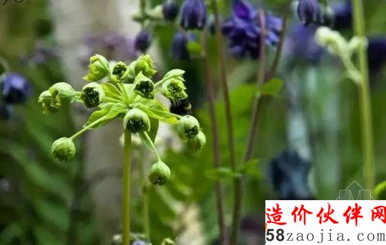 德麥亞花園