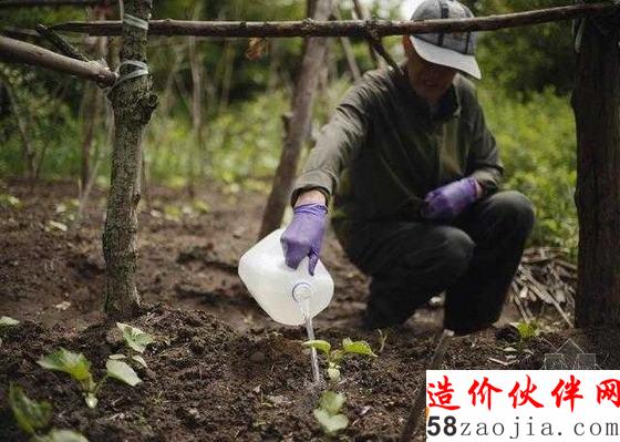 圖為王先生在耶魯菜園為菜苗澆水,他的女兒是耶魯大學(xué)的博士后。