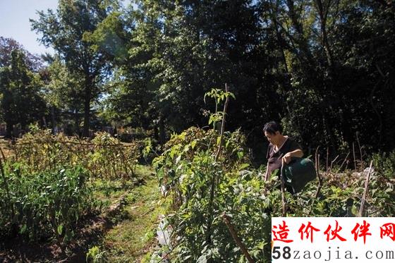 圖為照料菜地的老人