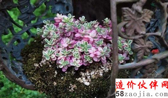 締造通話 韓國香草王國農(nóng)園
