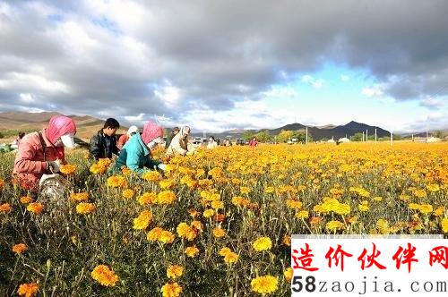 京津周邊風沙源治理一期工程范圍內(nèi)的內(nèi)蒙古克什克騰旗熱水鎮(zhèn)農(nóng)民在收獲萬壽菊(10月6日攝)。為進一步減輕風沙危害,構(gòu)筑北方生態(tài)屏障,在京津周邊風沙源治理一期工程取得顯著成效的基礎(chǔ)上,我國將實施為期10年的“京津風沙源治理二期工程規(guī)劃”,建設(shè)期為2013年—2022年,工程區(qū)范圍由北京、天津、河北、山西、內(nèi)蒙古5個。▍^(qū)、市)的75個縣(旗、市、區(qū))擴大至包括陜西在內(nèi)6個。▍^(qū)、市)的138個縣(旗、市、區(qū)),總投資達877.92億元。京津風沙源治理二期工程建設(shè)目標為:到2022年,一期工程建設(shè)成果得到有效鞏固,工程區(qū)內(nèi)可治理的沙化土地得到基本治理,基本建成京津及華北北部地區(qū)的綠色生態(tài)屏障,工程區(qū)經(jīng)濟結(jié)構(gòu)繼續(xù)優(yōu)化,可持續(xù)發(fā)展能力穩(wěn)步提高,林草資源得到合理有效利用,全面實現(xiàn)草畜平衡,草原畜牧業(yè)和特色優(yōu)勢產(chǎn)業(yè)向質(zhì)量效益型轉(zhuǎn)變?nèi)〉弥卮筮M展;工程區(qū)農(nóng)牧民收入穩(wěn)定在全國農(nóng)牧民平均水平以上,生產(chǎn)生活條件全面改善,走上生產(chǎn)發(fā)展、生活富裕、生態(tài)良好的發(fā)展道路。新華社記者 張領(lǐng) 攝