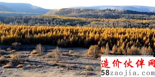 京津周邊風沙源治理一期工程內(nèi)蒙古克什克騰旗黃崗梁項目區(qū)內(nèi)的幼林(10月7日攝)。新華社記者 張領(lǐng) 攝